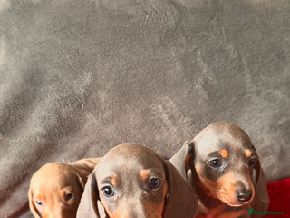 Miniature Dachshund dogs for sale - Advert 1