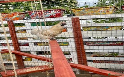 Chickens poultry for sale: Silkie Cockerel - Image 2