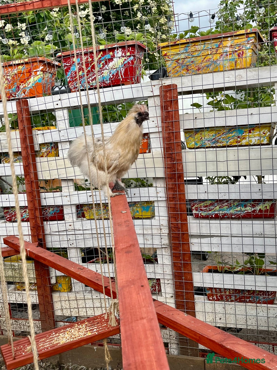 Chickens poultry for sale: Silkie Cockerel - Image 2