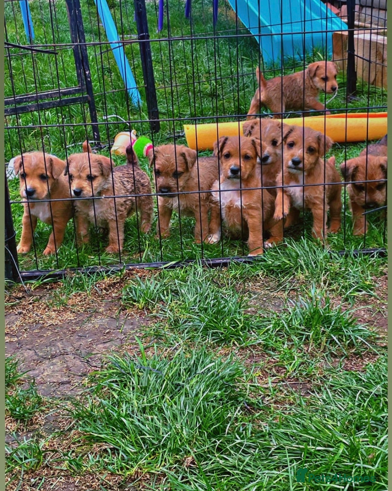 Lakeland Terrier dogs Working Lakeland terrier puppies  - Advert 2