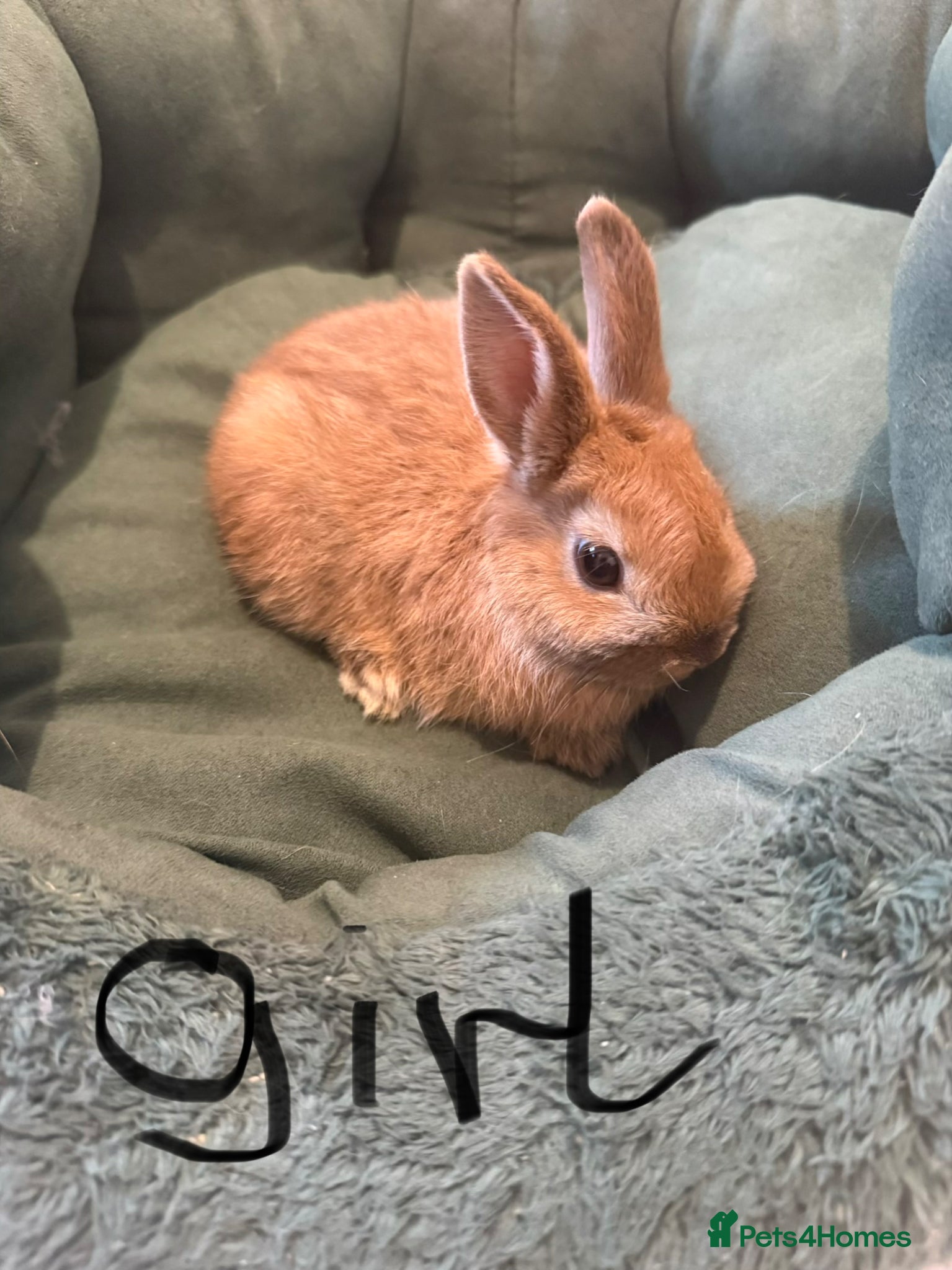 Netherland Dwarf rabbits Netherland dwarf rabbit  - Advert 1