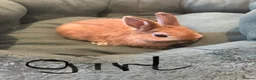 Netherland Dwarf rabbits for sale: Netherland dwarf rabbit  - Advert 1