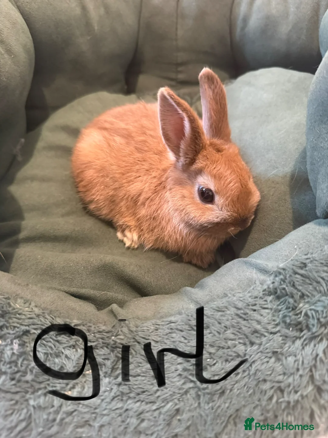 Netherland Dwarf rabbits for sale: Netherland dwarf rabbit  - Advert 1