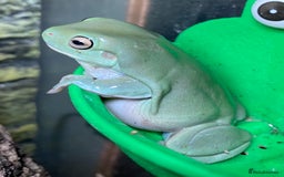 Frog reptiles for sale: Whites tree frog male  - Image 3