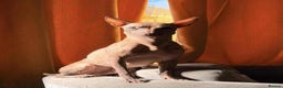 Mexican Hairless dogs for sale: Stunning 2 mini red boy pet. - Advert 3