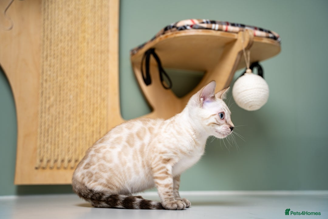 Bengal cats for sale: SNOW LYNX PURE BENGAL BOY-Frankie-Top Personality - Advert 8