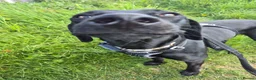 Mixed Breed dogs for sale: Bingo – Whippet x Labrador (Whipador)  in Maidstone - Advert 8