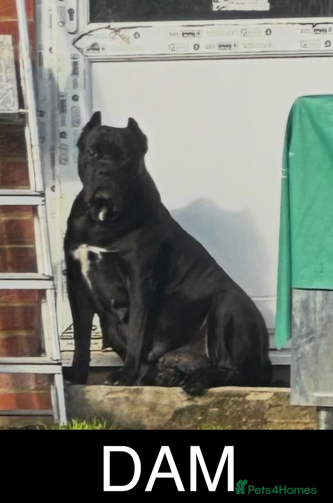 Cane Corso dogs for sale: CANE CORSO. FULL PEDIGREE. CHAMPION BLOODLINE. - Image 9