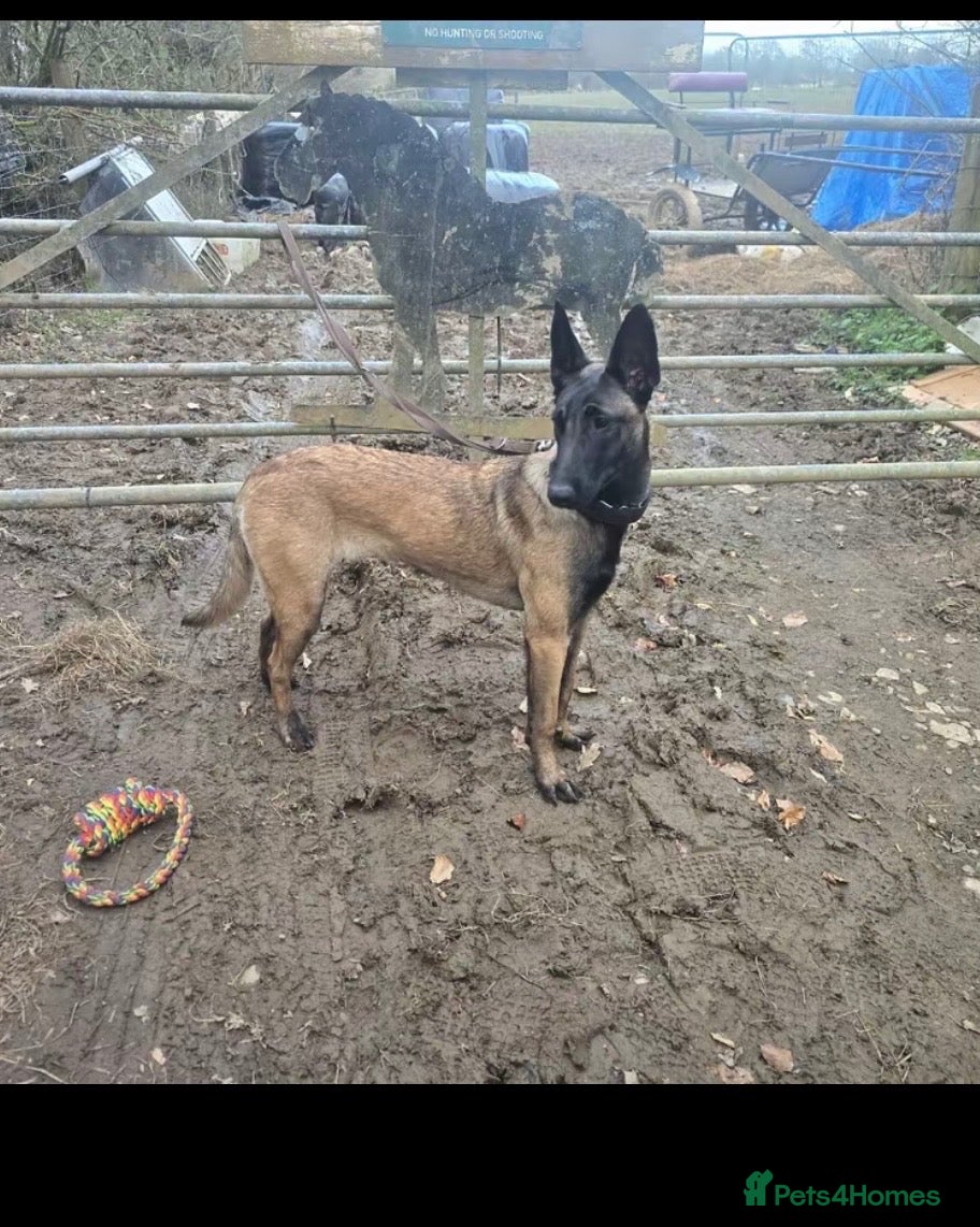 Belgian Shepherd Dog dogs Nala 1 yr old Mali bitch  - Advert 1