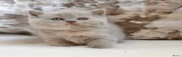 British Shorthair cats for sale: Beautiful British Shorthair kittens  - Advert 12