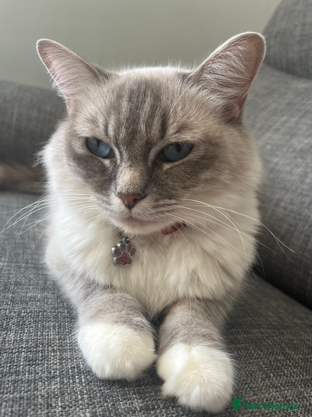 Ragdoll cats for sale: Amazing Ragdoll kittens 3 female 1 male - Image 17