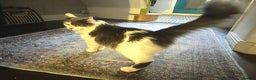 Mixed Breed cats for adoption: Floyd - Advert 5