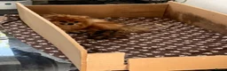 Pomeranian dogs for sale: Beautiful Pomeranian puppies in Coventry - Advert 3