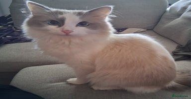 Ragdoll cats - Advert 2
