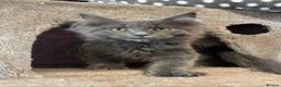 Maine Coon cats for sale: Maine coon kittens - Advert 3