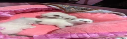 Ragdoll cats for sale: Pure breed healthy Ragdolls  - Advert 21