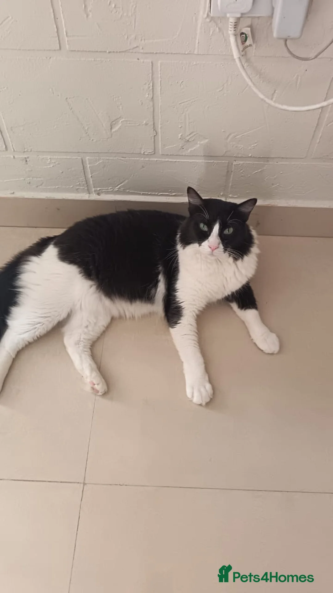 Mixed Breed cats for adoption: Big Dave - Advert 2