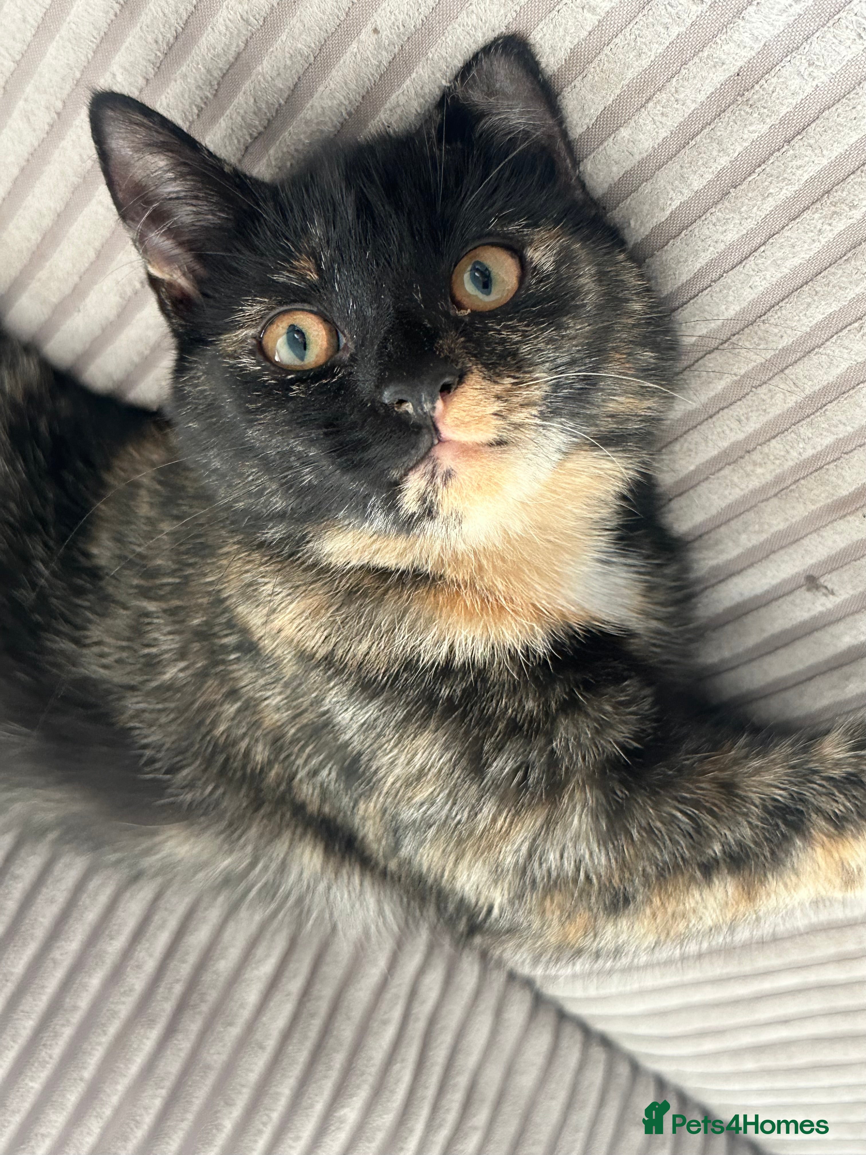 Mixed Breed cats 18 month old loving calm cat  - Advert 14