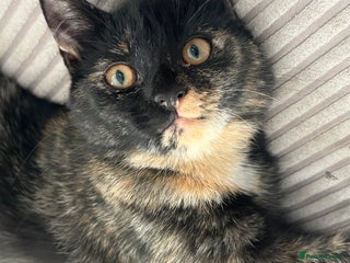 Mixed Breed cats 18 month old loving calm cat - Advert 15