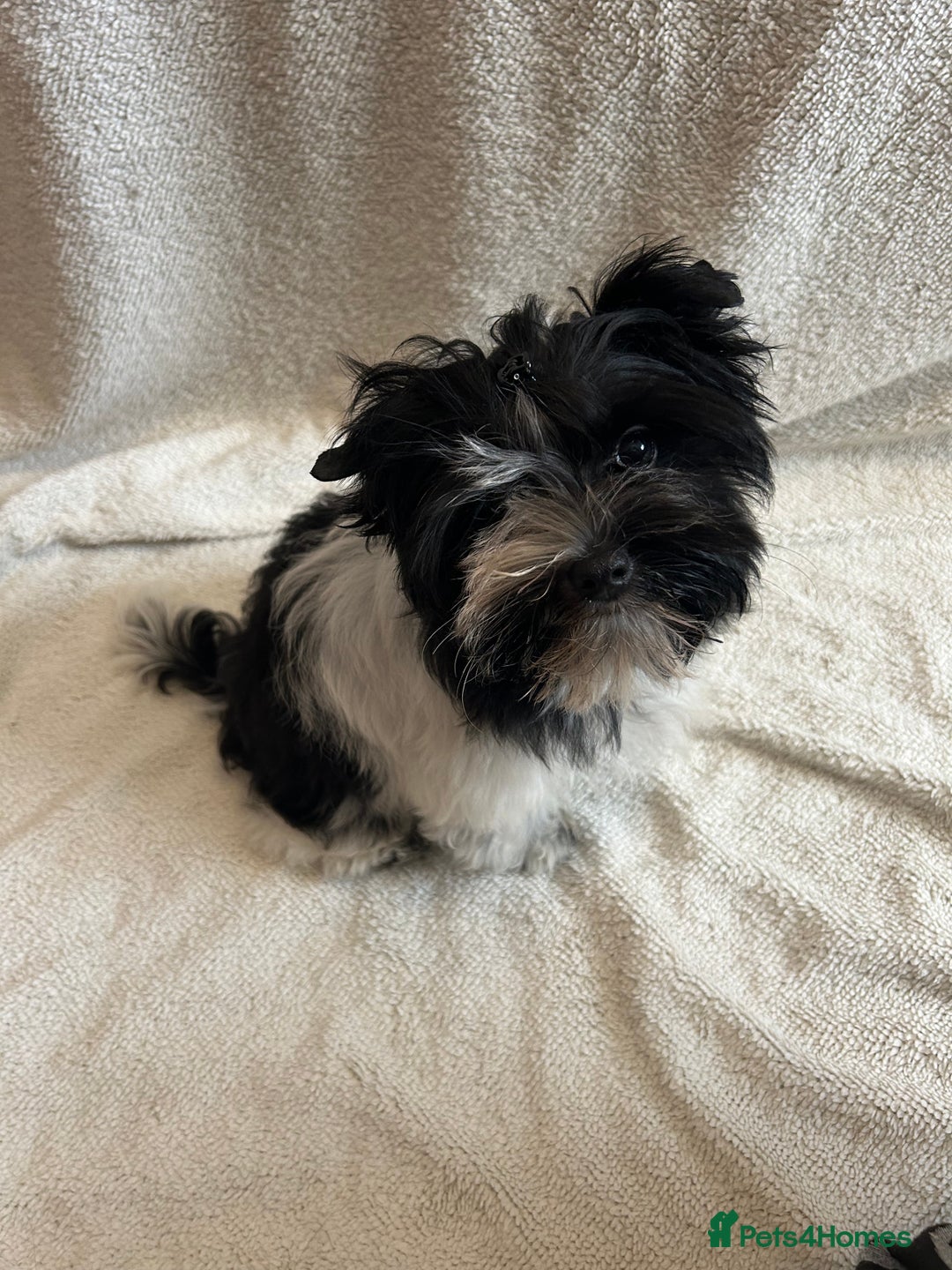 Mixed Breed dogs for sale: Colour Yorkshire Terrier   , DNA tested parents  - Image 12