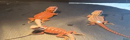 Bearded Dragon reptiles for sale: 100% red monster bearded dragon babies🐉 - Advert 9