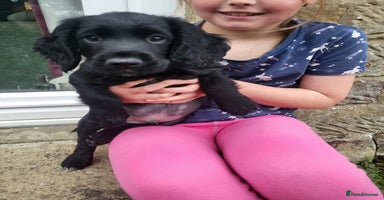 Cocker Spaniel dogs - Advert 15
