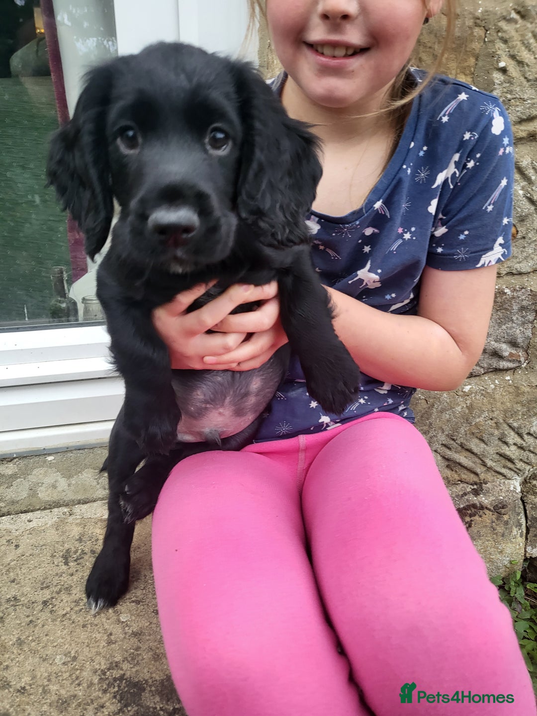 Cocker Spaniel dogs for sale: Working cocker spaniel puppies 2 black boys left.  - Image 2