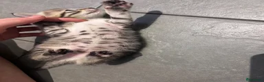 Spotted and striped tabby 