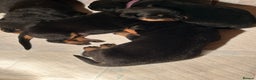 Rottweiler dogs for sale: Champion  bloodline Rottwiler Puppies  - Advert 6