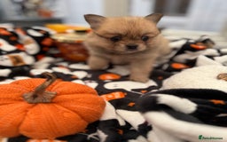 Mixed Breed dogs for sale: NEW BREED! Pomeranian x FULL FLUFFY FRENCHIE  - Image 7