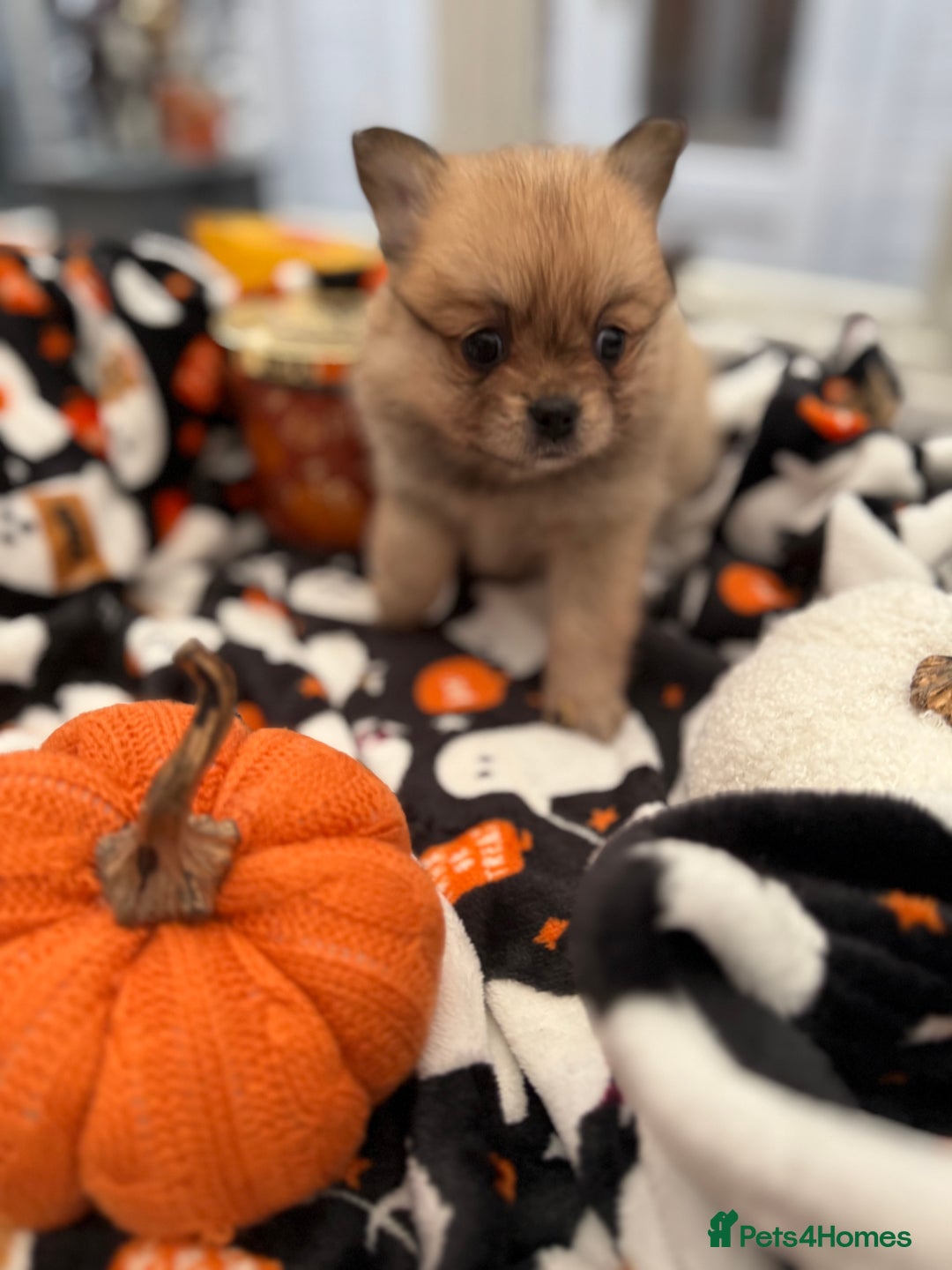 Mixed Breed dogs for sale: NEW BREED! Pomeranian x FULL FLUFFY FRENCHIE  - Image 7