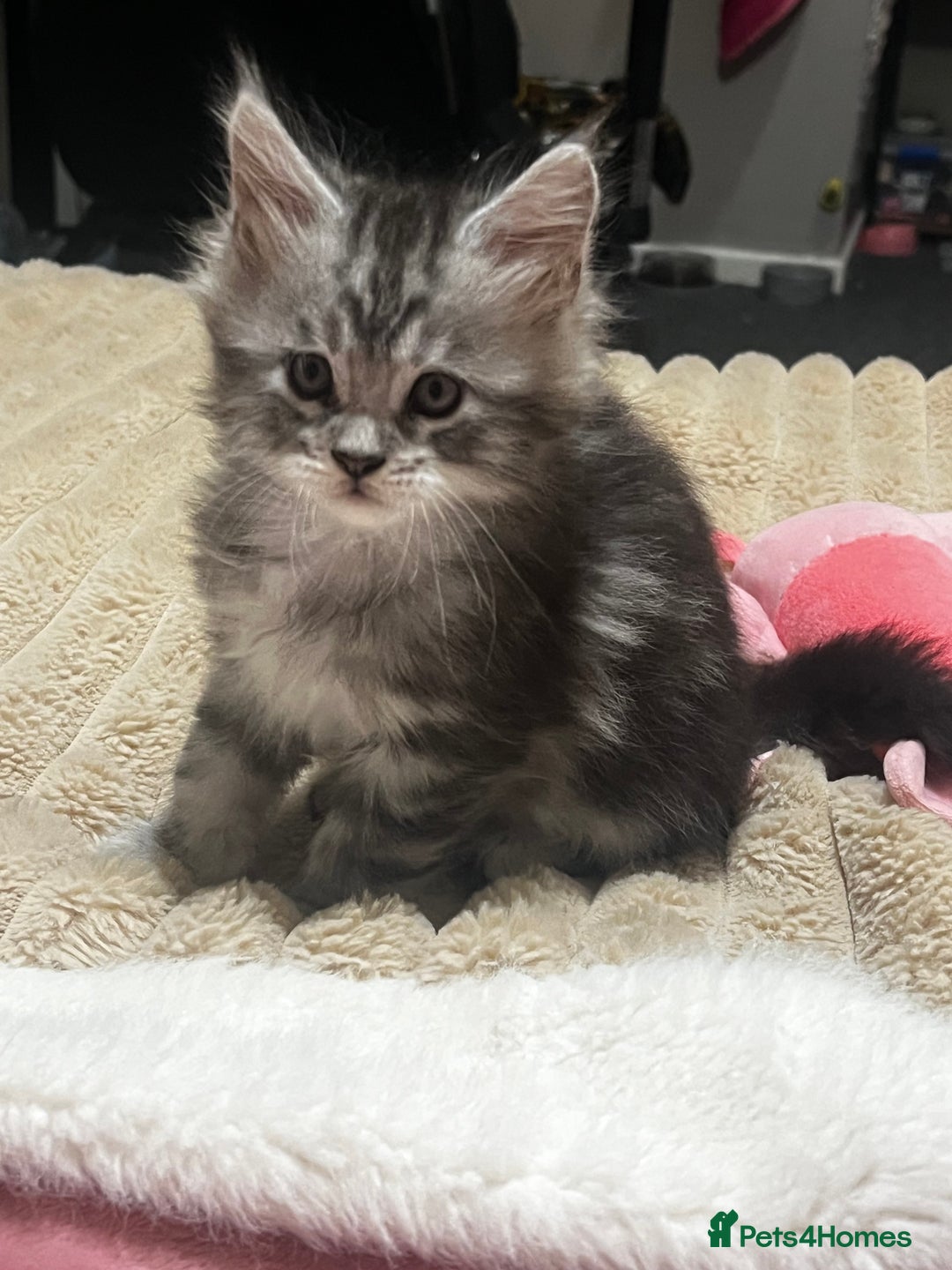 Maine Coon cats for sale: Beautiful Maine coon kittens  - Advert 10