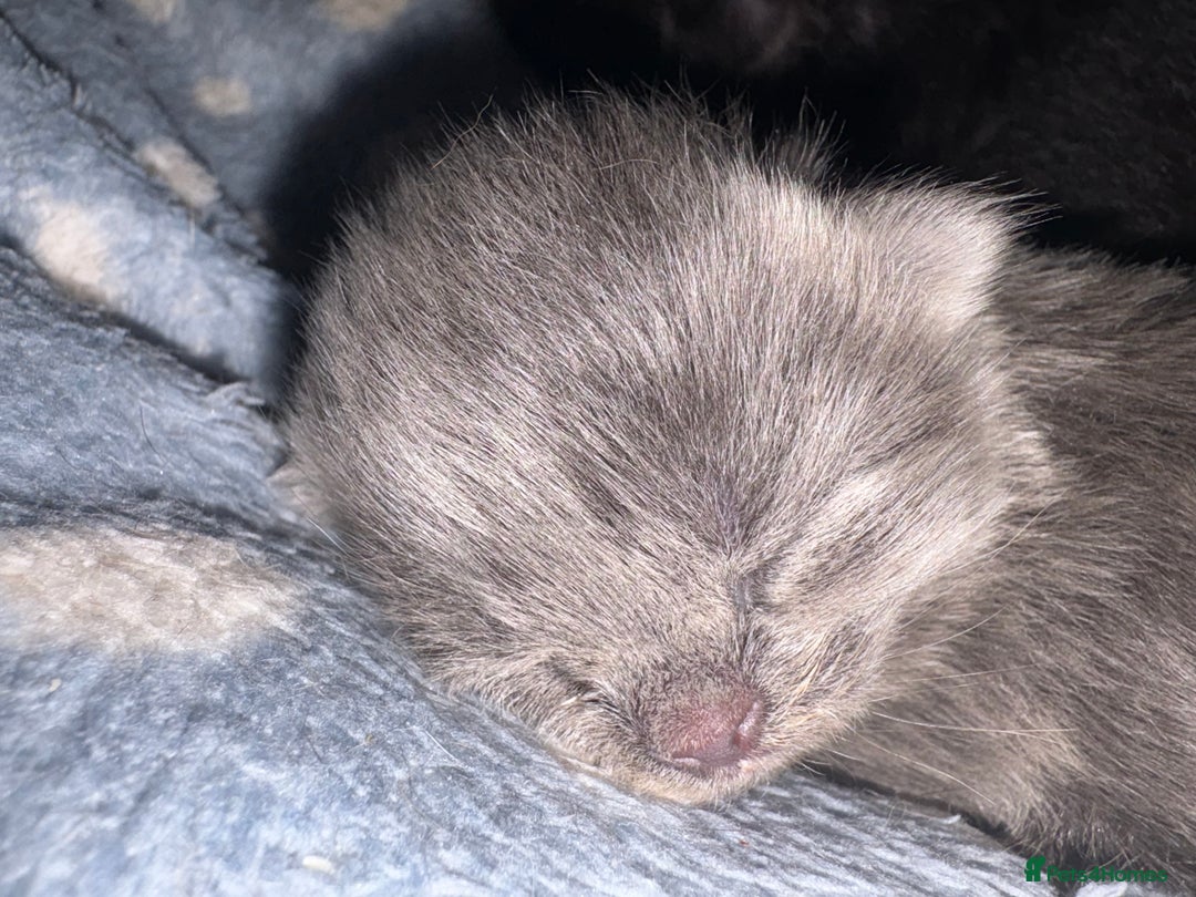 British Shorthair cats for sale: 1 Gorgeous Black kitten Remaining - Image 8