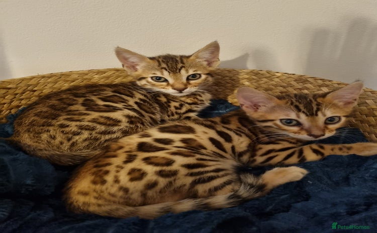 Bengal cats - Advert 1