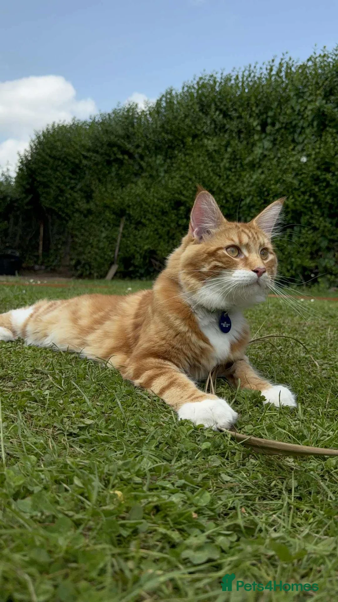 Mixed Breed cats for sale: Orange cat  - Advert 2