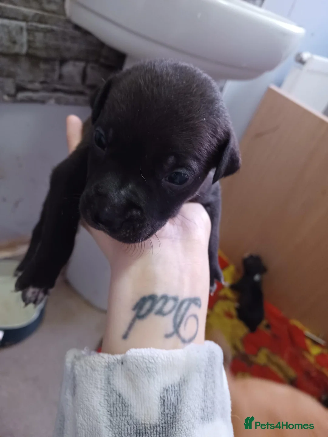 Mixed Breed dogs for sale: Staff x sharpei - Advert 2