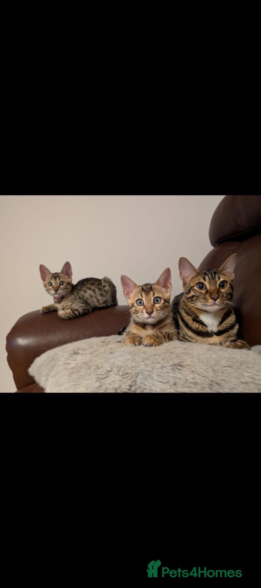 Bengal cats Pure bred bengals - Advert 17