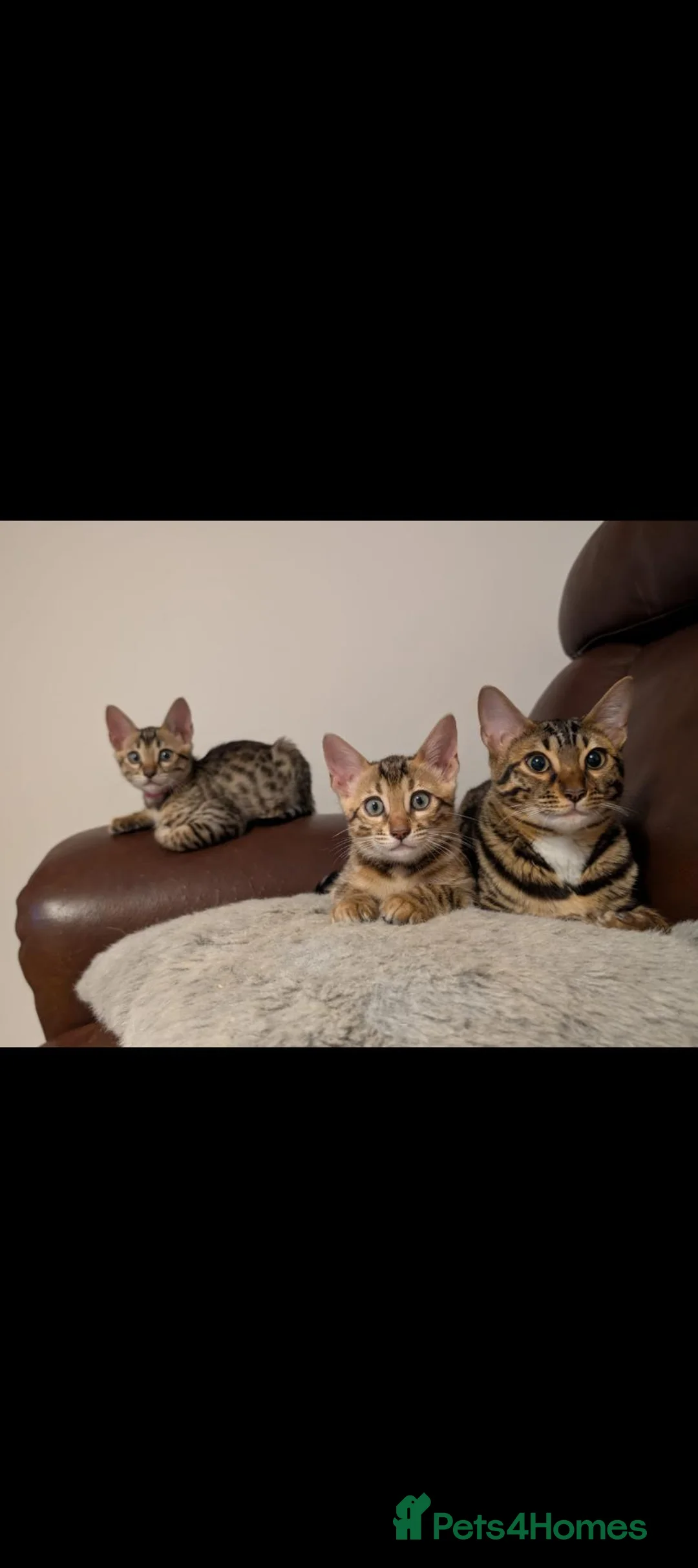Bengal cats for sale: Pure bred bengal female kittens - Advert 1