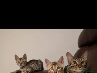 Bengal cats Pure bred bengal female kittens - Advert 15