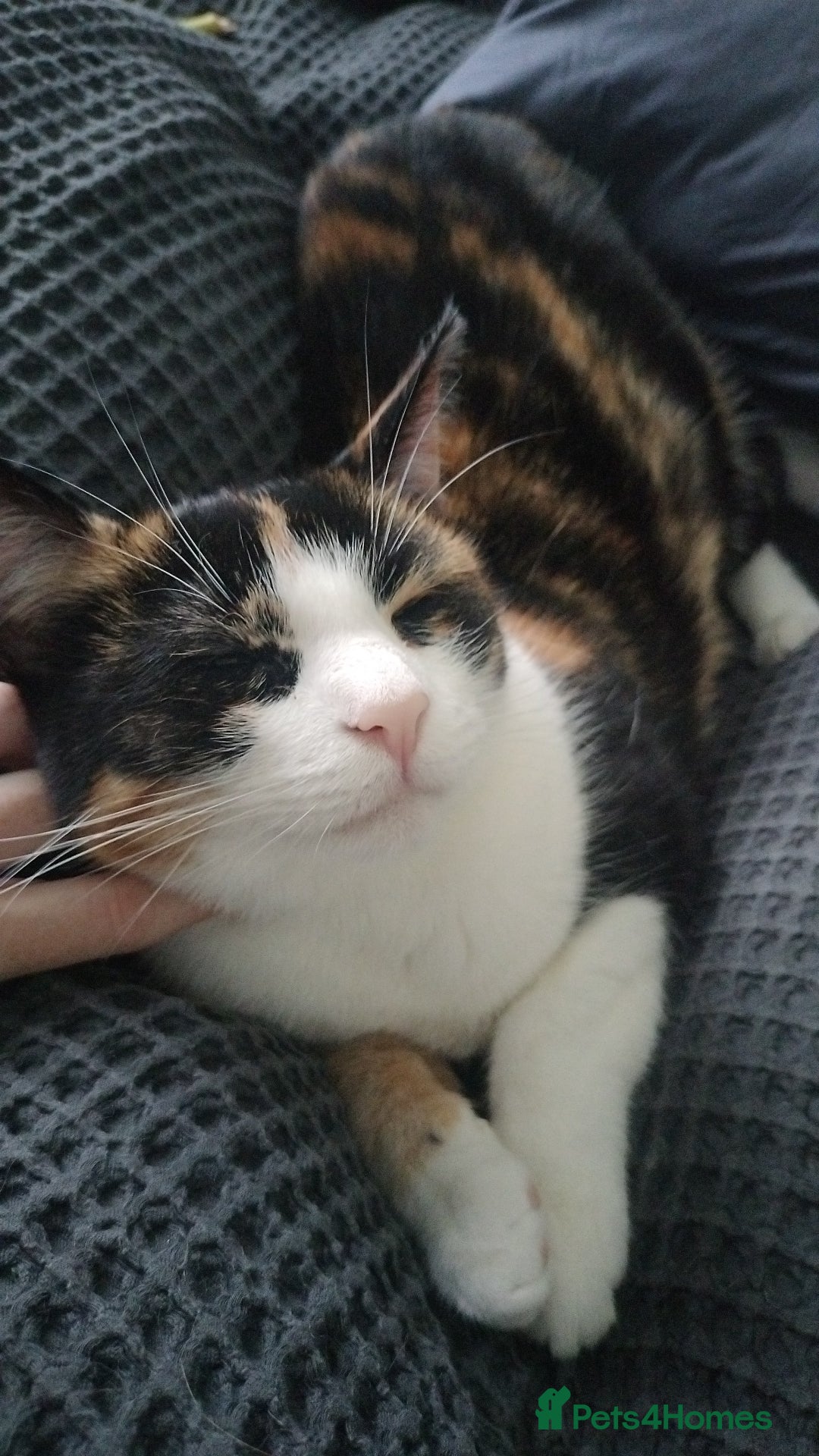 Domestic Shorthair cats for sale: Sister cats to be rehomed together! Friendly girls - Image 2