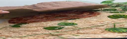 Corn Snake reptiles for sale: Corn snake  - Advert 2