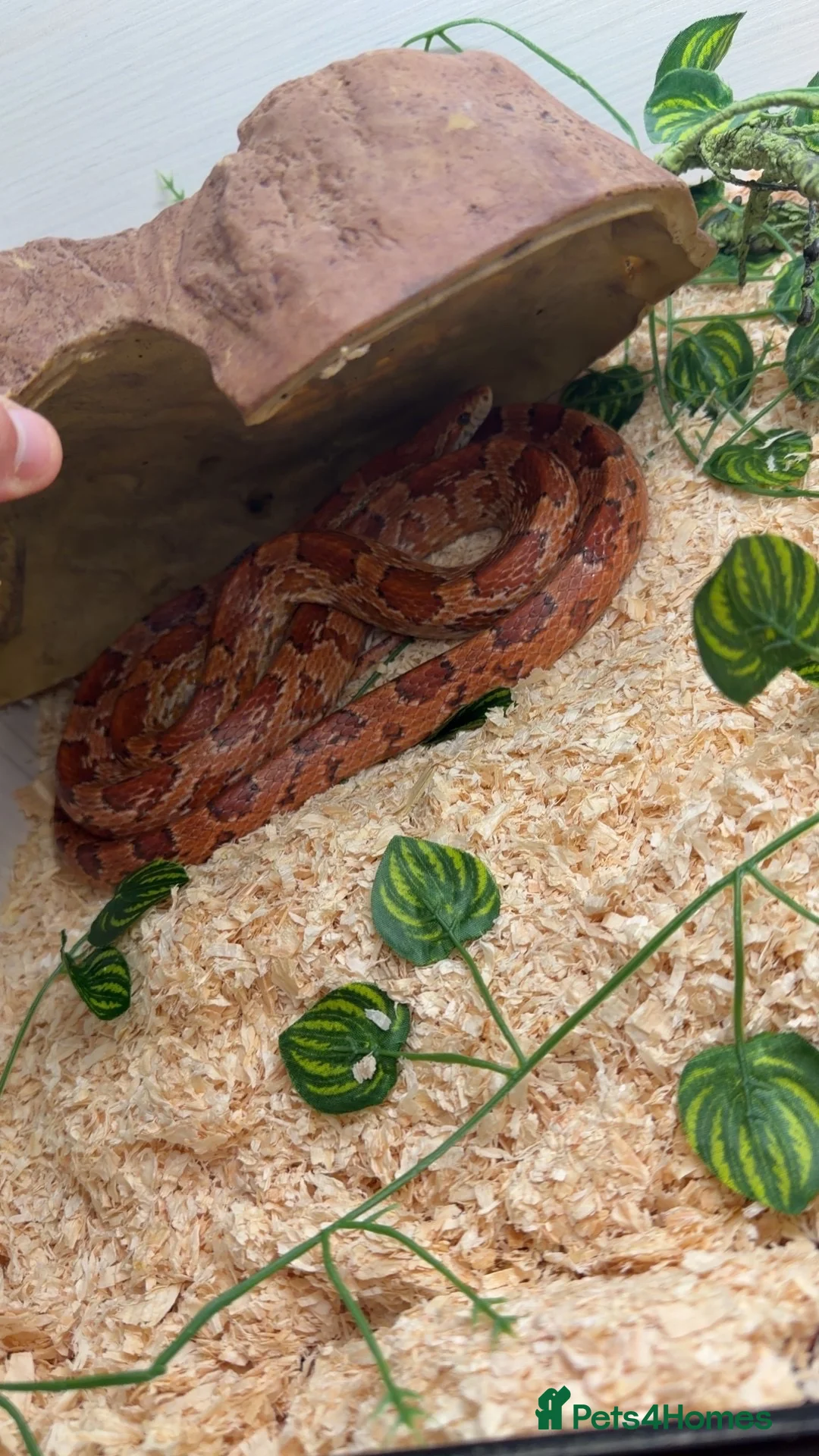 Corn Snake reptiles for sale: Corn snake  - Advert 2