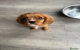 Cavalier King Charles Spaniel dogs for sale: Cody the Cavalier  - Image 3