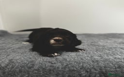 Cocker Spaniel dogs for sale: 4 beautiful cocker spaniel pups for sale - Image 10