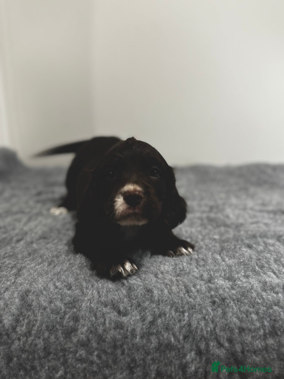 Cocker Spaniel dogs for sale: 4 beautiful cocker spaniel pups for sale - Image 10