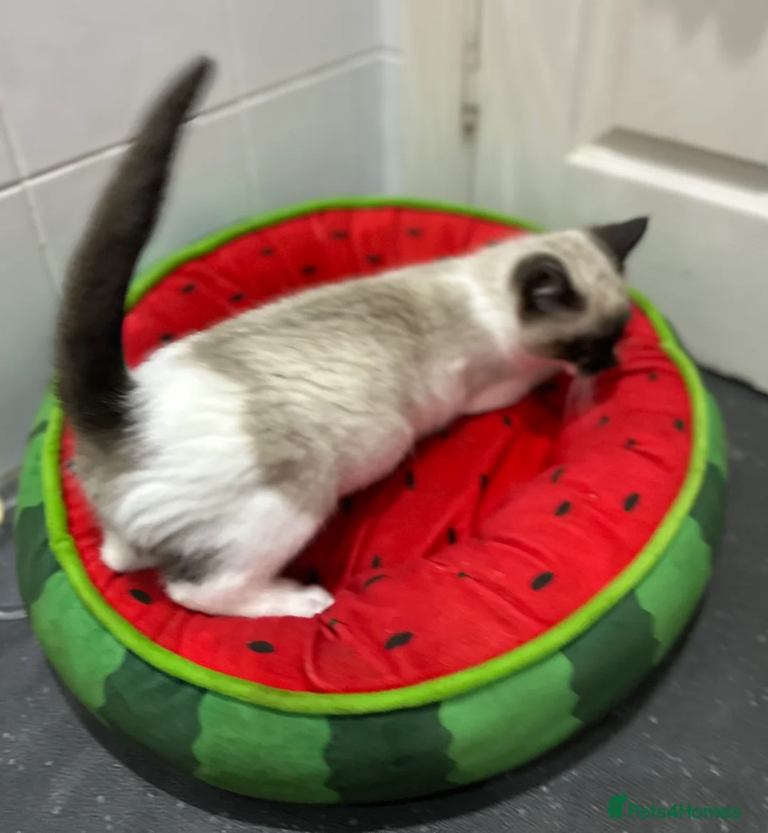 Ragdoll cats for sale: Ragdolls kitten 1 boy 2 girls Dob 12/11/25 - Advert 7