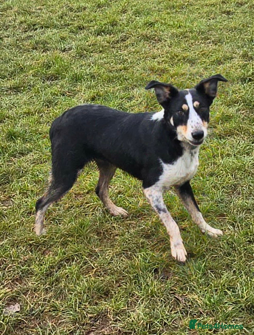 Mixed Breed dogs for adoption: TOMMY - Advert 9