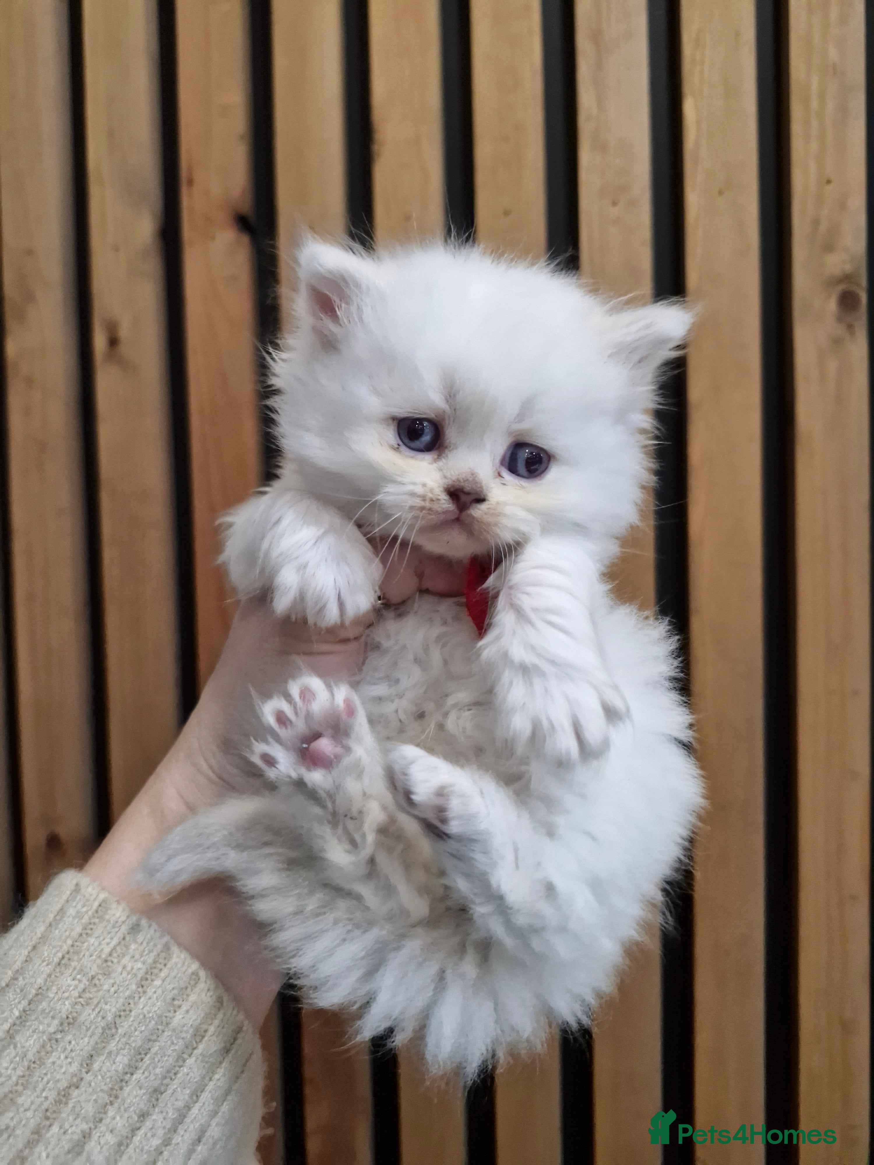 British Shorthair cats GCCF registered British shorthair and longhair - Advert 11