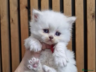 British Shorthair cats GCCF registered British shorthair and longhair - Advert 11