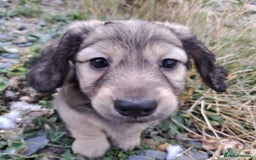 Miniature Dachshund dogs for sale: 3 Cute Longhaired Mini Dachshunds Pedigree - Image 11